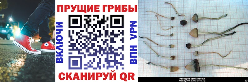 Купить закладки  Кимовск  Галлюциногенные грибы GOLDEN TEACHER 